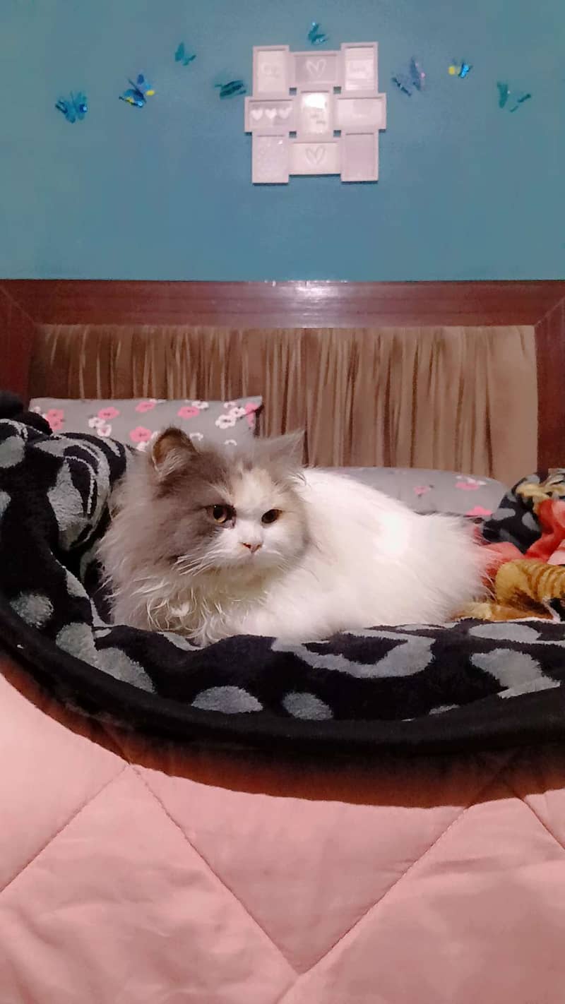 Persian cat 6