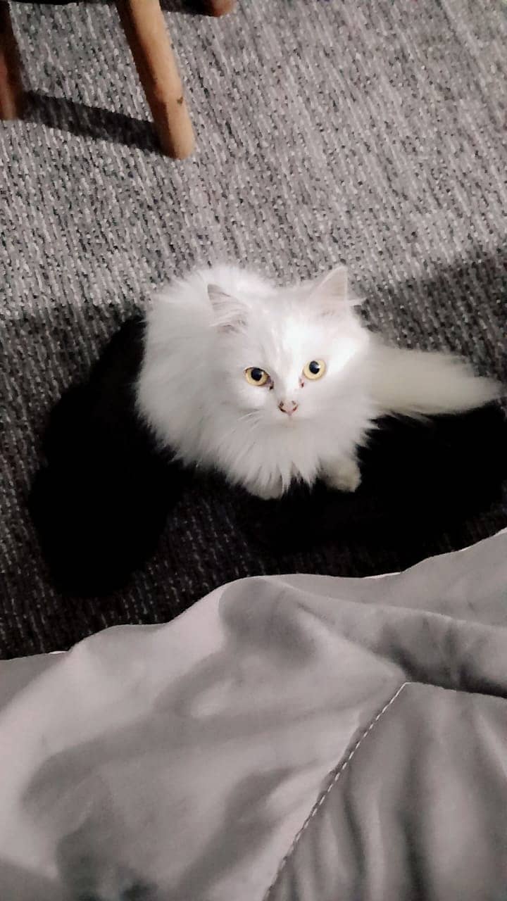 Persian cat 8