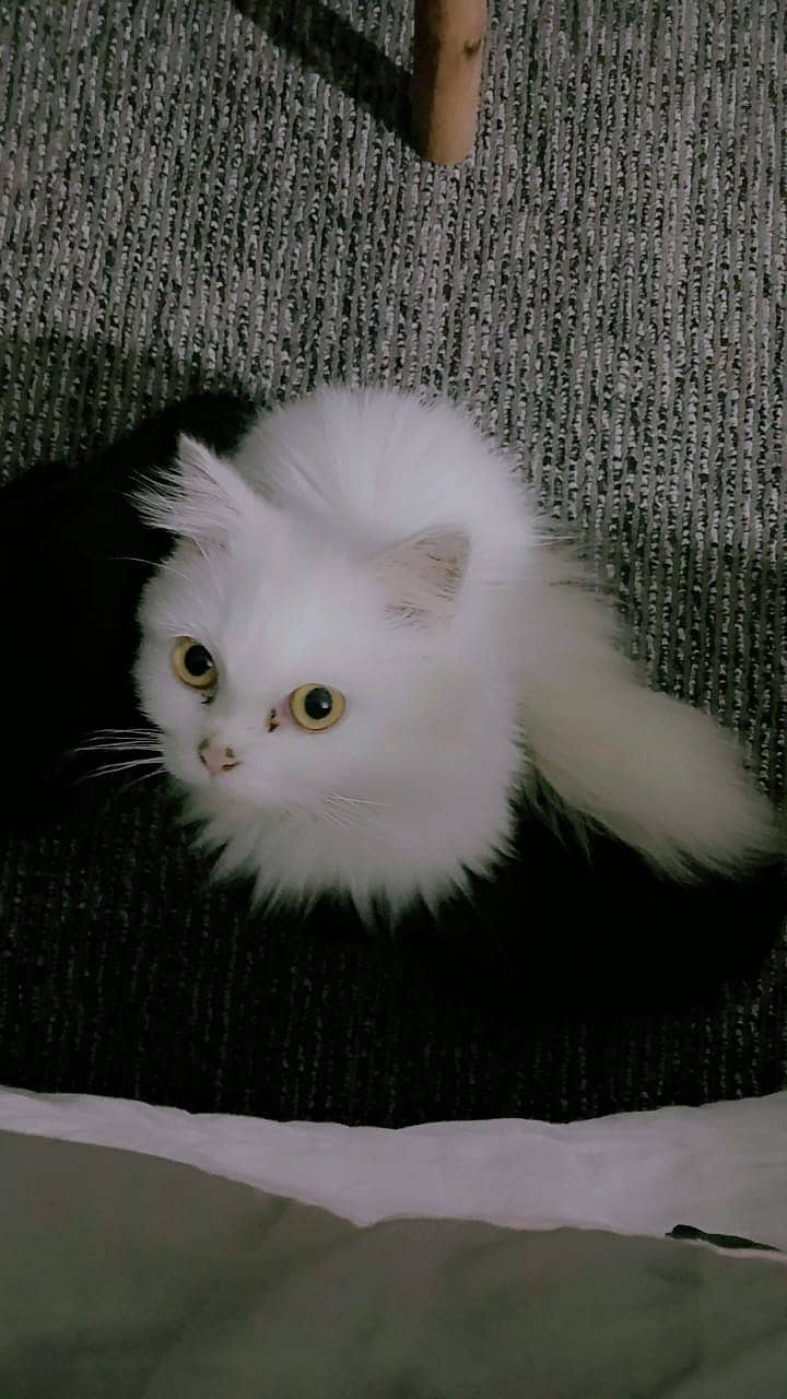 Persian cat 9