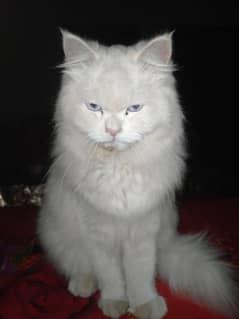 Original Persian Cat With Blue Eyes for sale