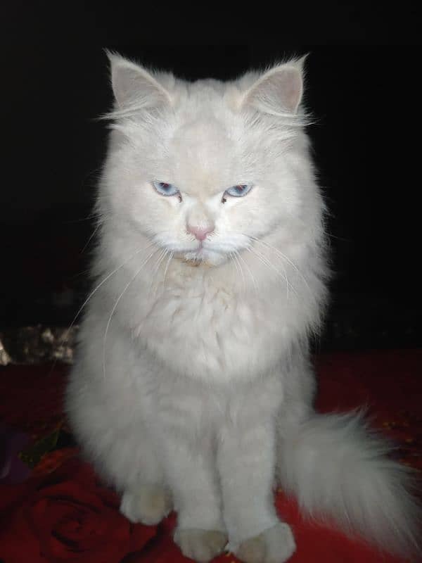 Original Persian Cat With Blue Eyes for sale 0