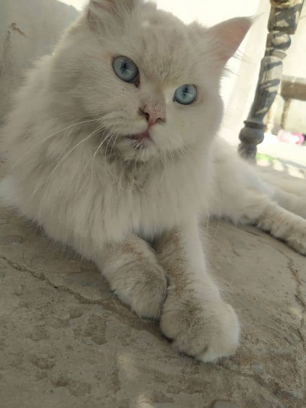 Original Persian Cat With Blue Eyes for sale 2