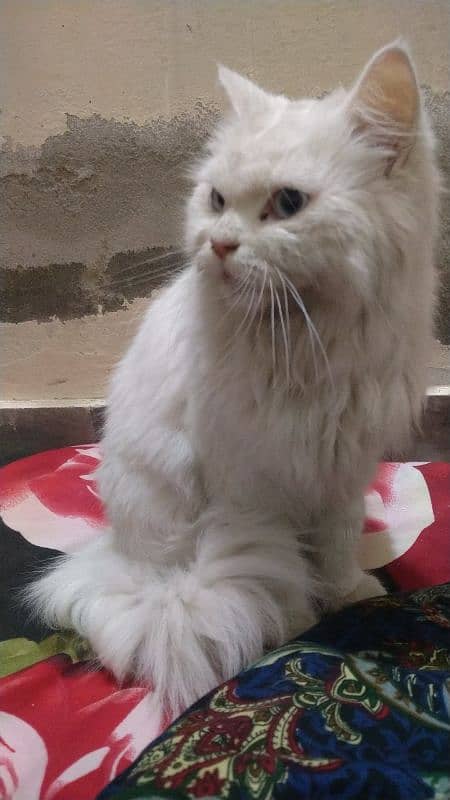 Original Persian Cat With Blue Eyes for sale 3