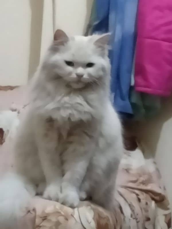 Original Persian Cat With Blue Eyes for sale 4