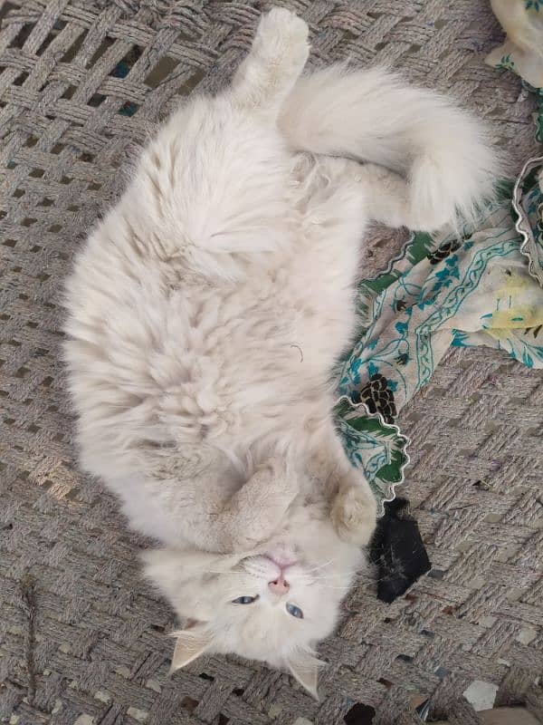 Original Persian Cat With Blue Eyes for sale 6