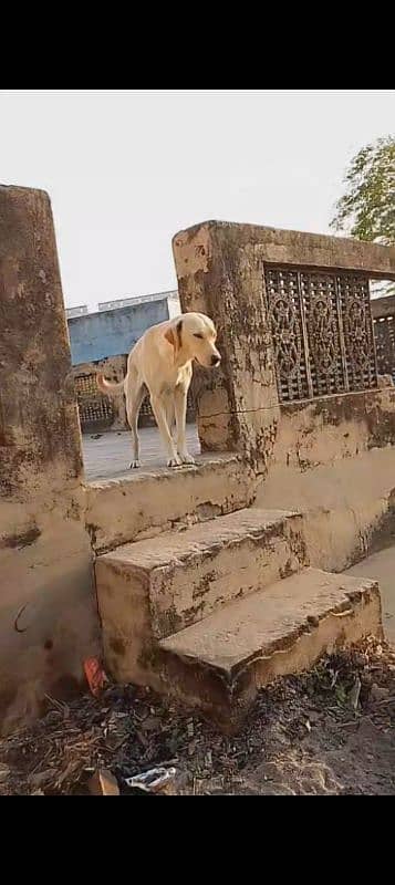 Labrador female 1 year age 0