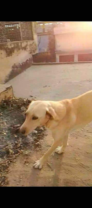 Labrador female 1 year age 1