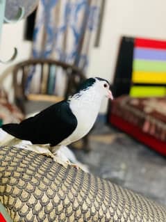 Black magpie ghubara breeder pair or black pure german sherazi  pair