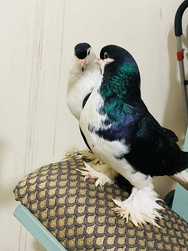 Black magpie ghubara breeder pair or black pure german sherazi  pair 2