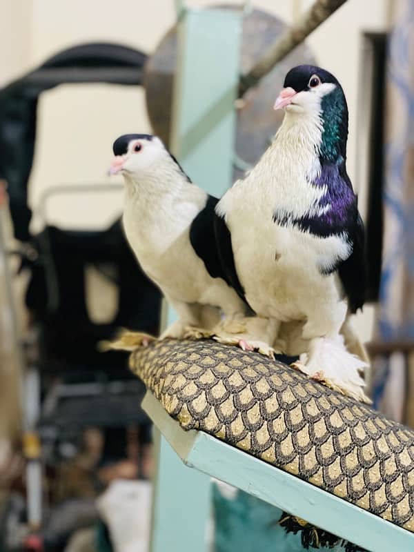 Black magpie ghubara breeder pair or black pure german sherazi  pair 3