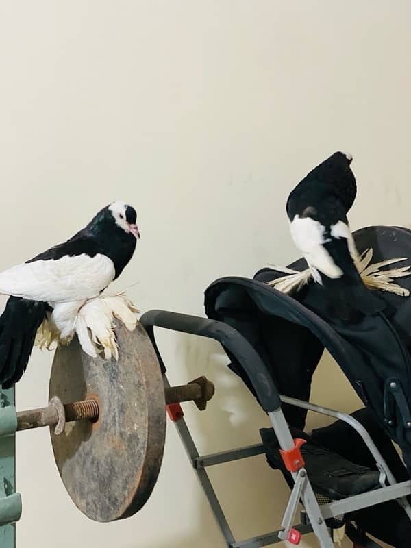 Black magpie ghubara breeder pair or black pure german sherazi  pair 4