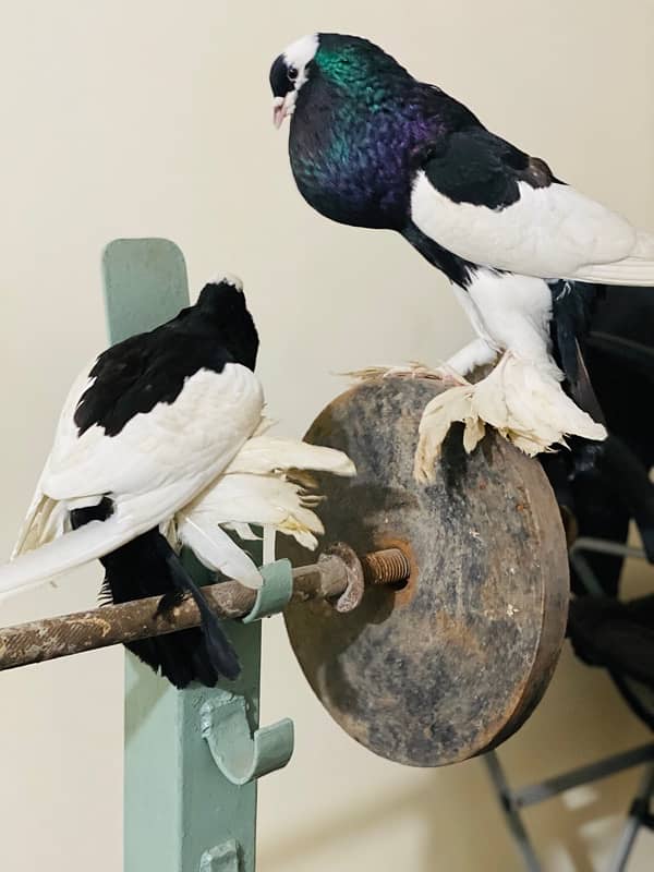 Black magpie ghubara breeder pair or black pure german sherazi  pair 5