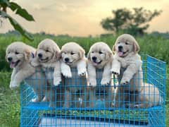 Loving Golden Retriever Puppies Looking for Their Forever Homes!