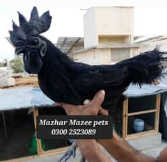 Indonesian Black Tongue ayam cemani