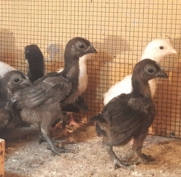 Indonesian Black Tongue ayam cemani 3