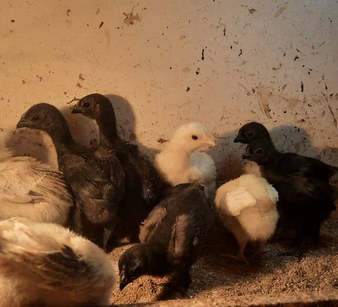 Indonesian Black Tongue ayam cemani 4