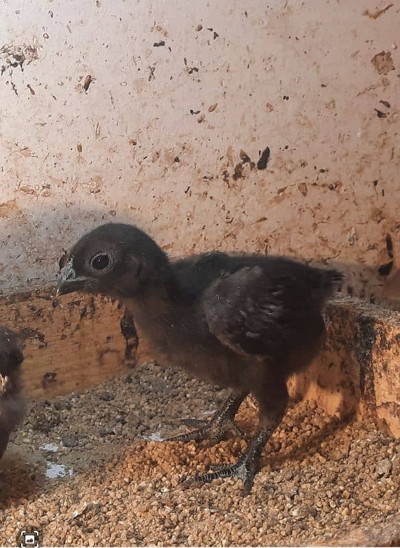 Indonesian Black Tongue ayam cemani 5