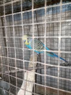 urgent sale budgie breeder pair with cage