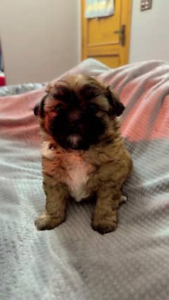 shihtzu puppie Female