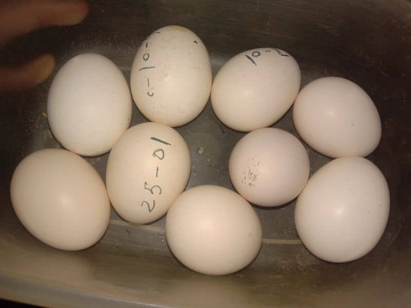 pure white paper aseel Heera breed eggs 0