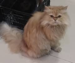 Persian Cat Vaccinated