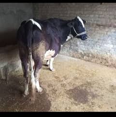 Cow for sale