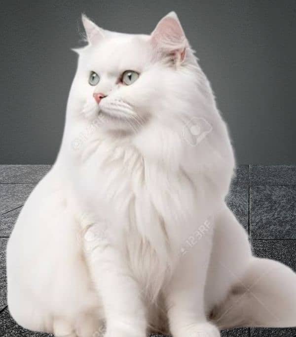 White persian Tripple coated Punch Face Male Forsale 0