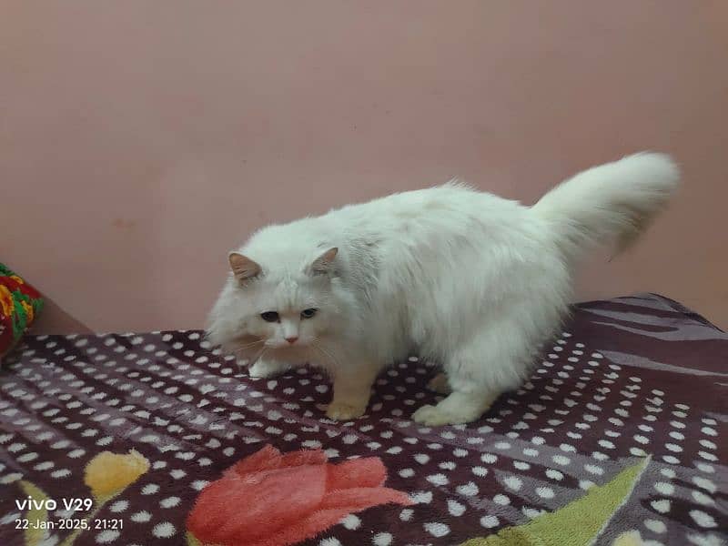 White persian Tripple coated Punch Face Male Forsale 1