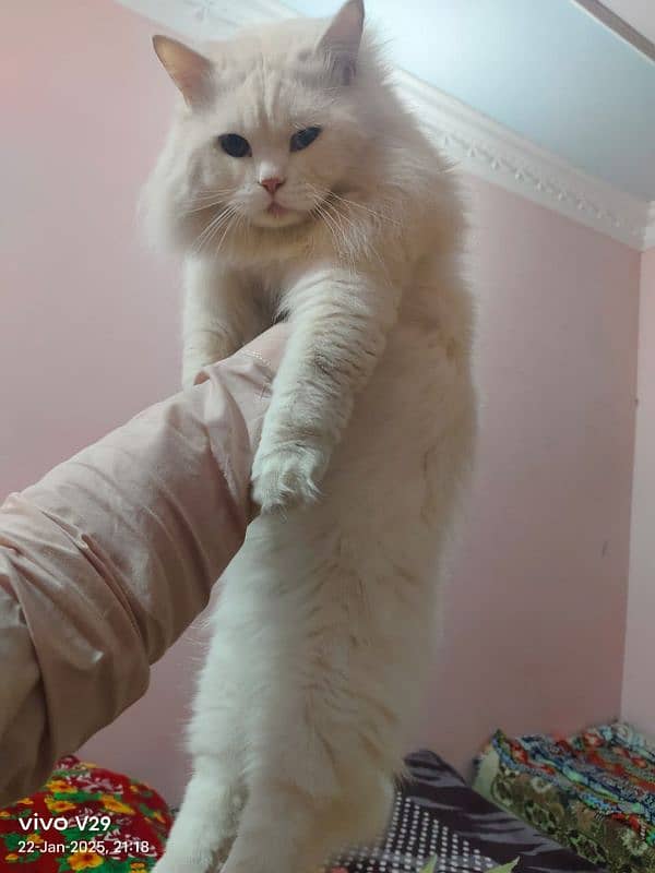 White persian Tripple coated Punch Face Male Forsale 2