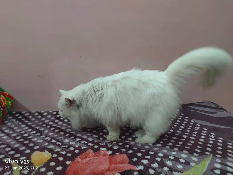 White persian Tripple coated Punch Face Male Forsale 3