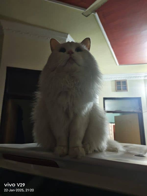 White persian Tripple coated Punch Face Male Forsale 4