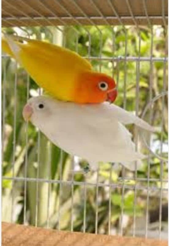 love birds breeder 0