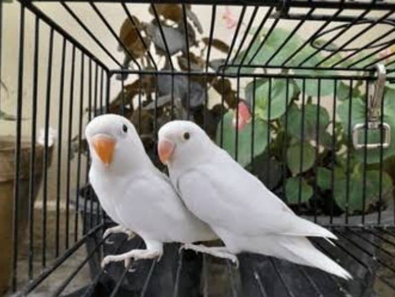 love birds breeder 4