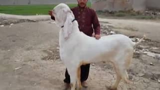 Desi Bakra For SAlE (CALL Me_03332106392)