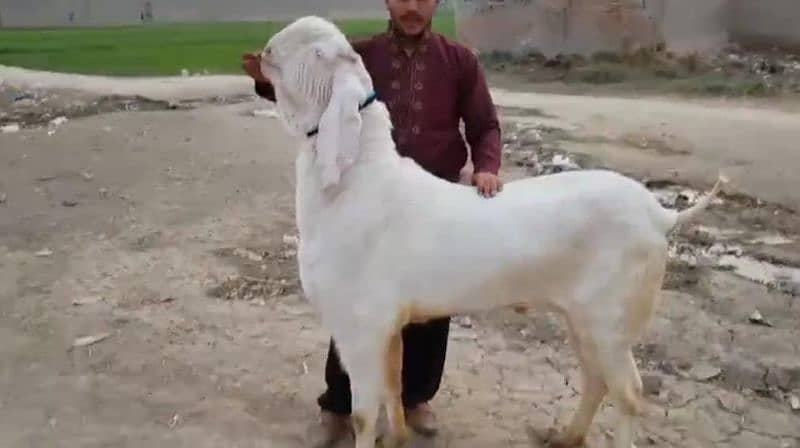 Desi Bakra For SAlE (CALL Me_03332106392) 0