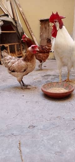 Dasi hens for sale