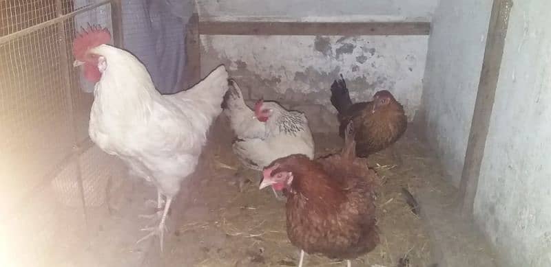 Healthy hens 1