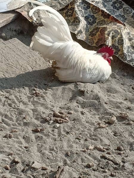 Japanese white tail bantam 3