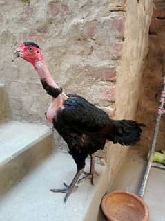 Kuruk Broody Madagascar Bloodline Aseel Hen