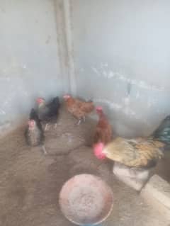 golden misri egg laying hens 6 female