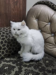 Persian Cat for sale