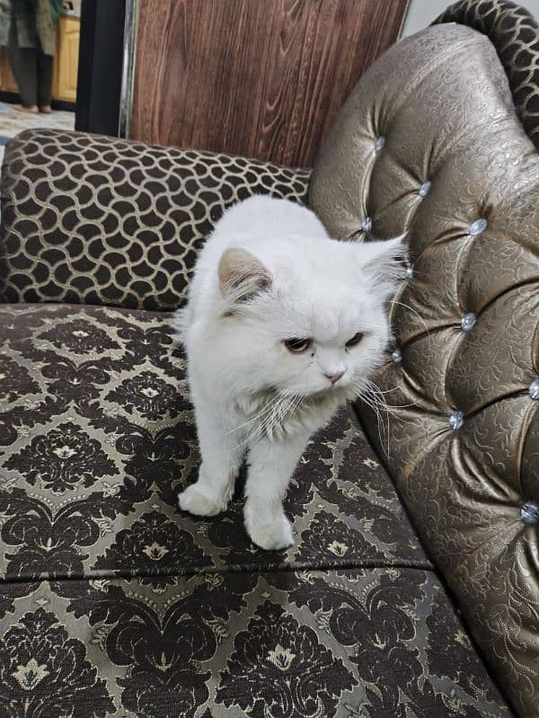 Persian Cat for sale 1