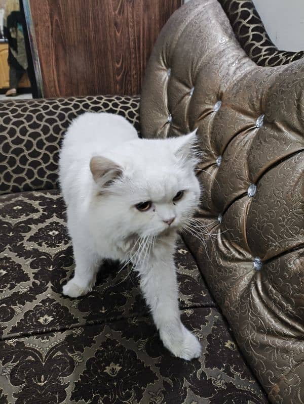 Persian Cat for sale 2