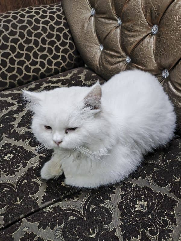 Persian Cat for sale 3