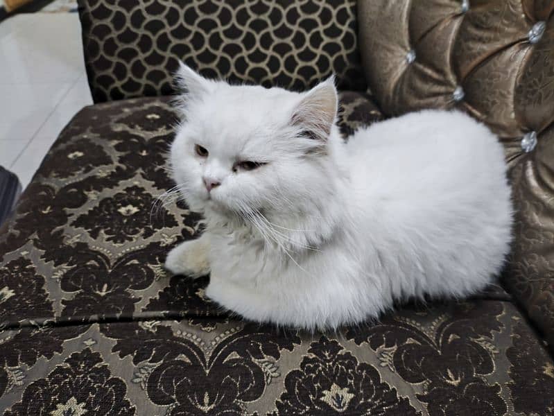 Persian Cat for sale 4