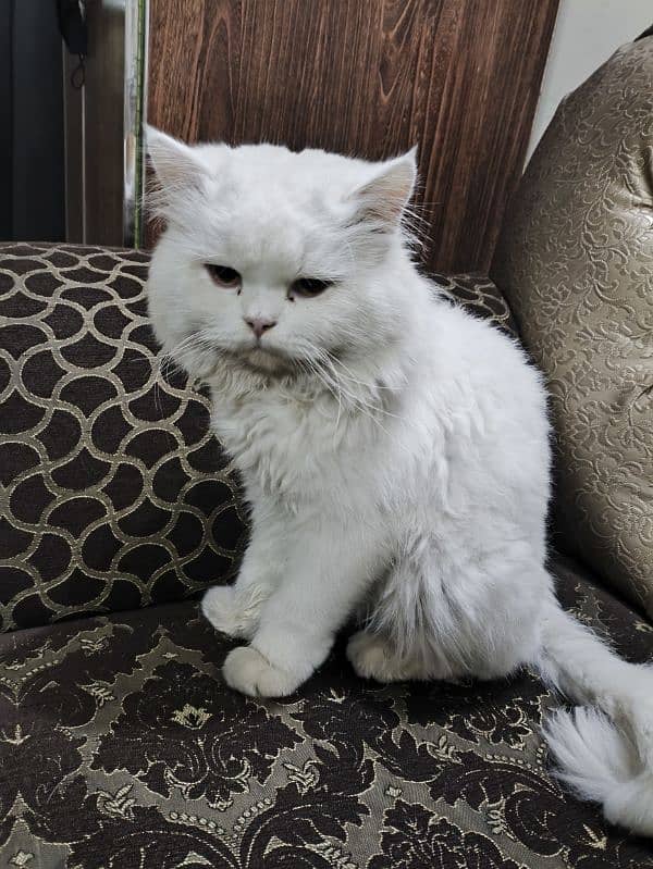 Persian Cat for sale 5