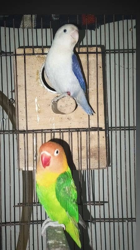 love birds, cocktail,cage, parrot,opaline,albino,par Blue,0327/0277654 4