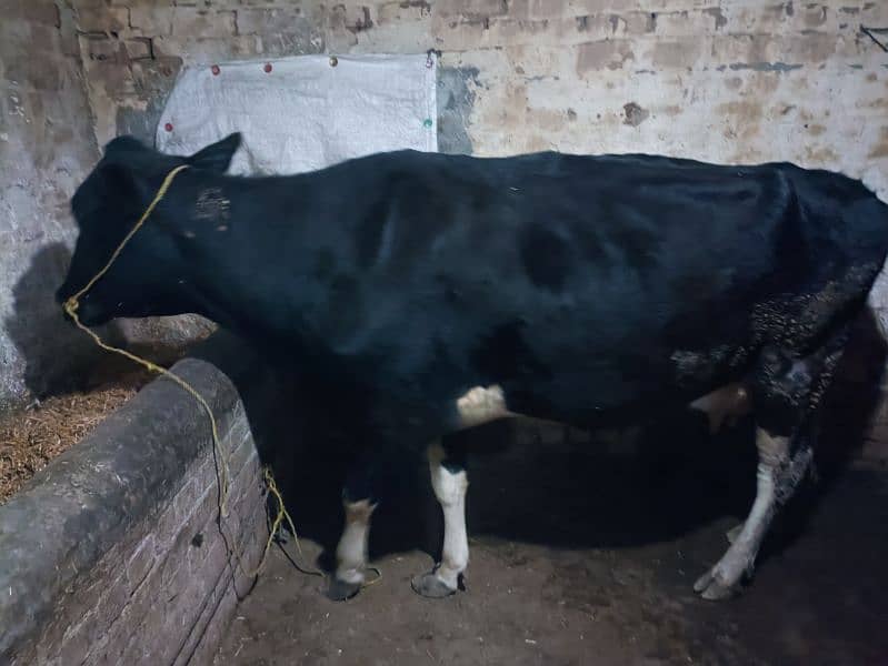 Friesian cow with male baby calf 0