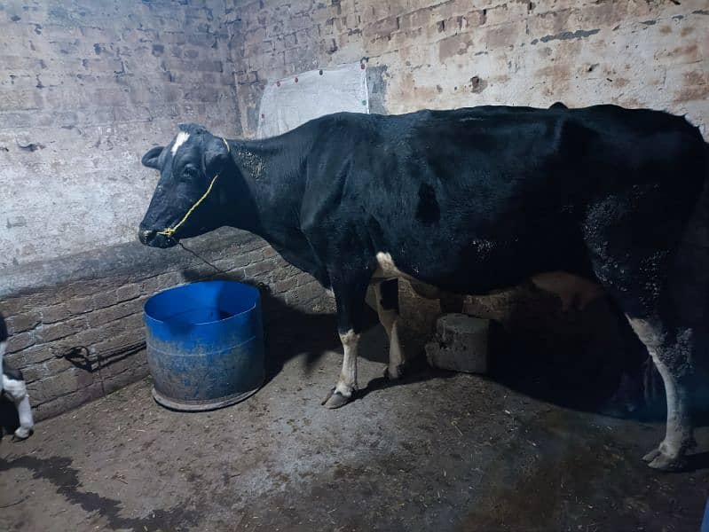 Friesian cow with male baby calf 1