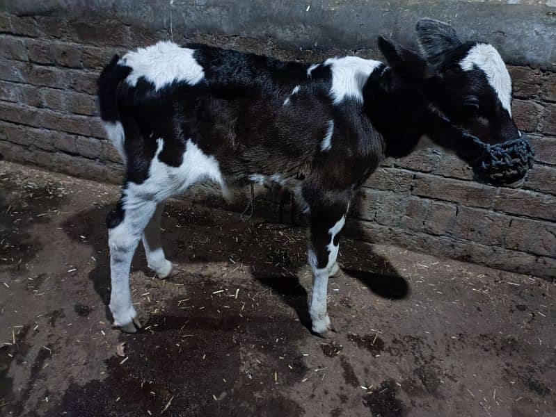 Friesian cow with male baby calf 3